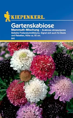 Kiepenkerl Gartenskabiosensamen Mammuth-Mischung 841 – Beliebte Freilandschnittblume - Inhalt für 30 Pflanzen - Blumensamen, Blumenwiese, Saatgut