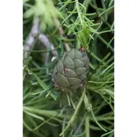 Larix kaempferi - Japanische Lärche 40-60 cm - Baumsamen & -pflanzen, nadelabwerfend mit goldgelber Herbstfärbung, ideal für pflegeleichte Hecken und winterharte Einzelstellungen in kalten Klimazonen.