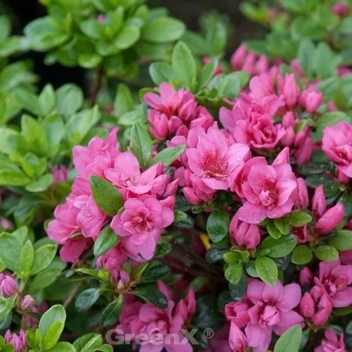 Kriechende Immergrüne Zwerg Azalee Mariko - Rhododendron nakaharai 25-30cm - Sträucher, winterhart und immergrün, ideal für halbschattige Gärten, mit kriechenden Ausläufern für eine attraktive Bodendeckung.