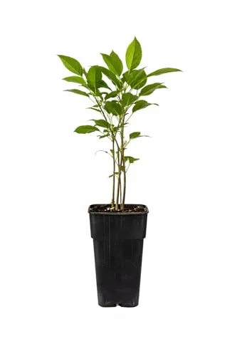 Actinidia arguta Ken’s Red – Zwerg-Kiwi weiblich, 60–70 cm – Selbstfruchtbare Mini-Kiwi mit roten Früchten – Winterhart & robust – Obstpflanze für Garten, Terrasse & Kübel