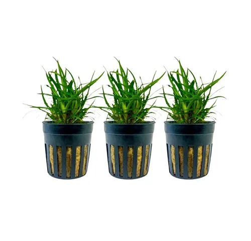 Aquaone Wasserpflanze Aquarium Pflanze 3 Stück Eriocaulon sp. 'Vietnam' Topf Nr.391A