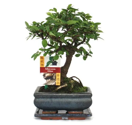 Exotenherz - Bonsai Chinesische Ulme Ulmus parviflora