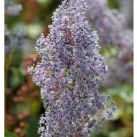 Säckelblume Glorie Versailles 40-60cm - Ceanothus delilianus