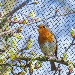 Gartennetz Teichnetz 5 x 7,5m Vogelschutznetz Laubschutznetz Obstbaumnetz Schutznetz sehr stark 20 g/m2