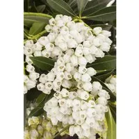 Pieris Japonica Debutante Japanische Lavendelheide Weiß 20–25 cm