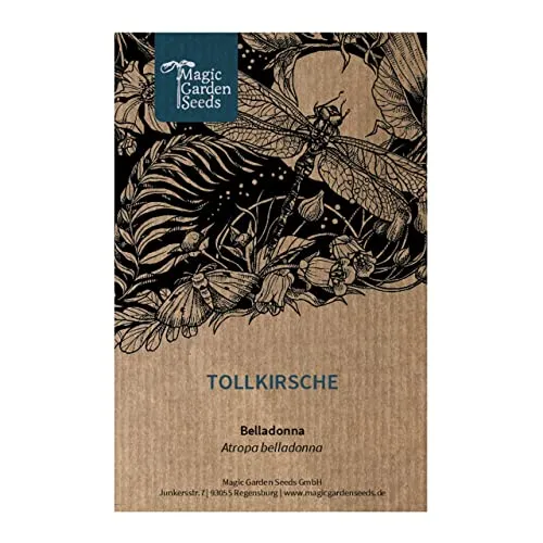 Tollkirsche (Atropa belladonna) - ca. 200 Samen Wildblume alte Heilpflanze Giftpflanze