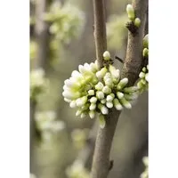 Cercis chin. Shirobana - Chinesischer Judasbaum weiß - Pflanzensamen für sonnige, windgeschützte Standorte mit weißen Blüten von April bis Mai. Ideal für kompakte Gärten!