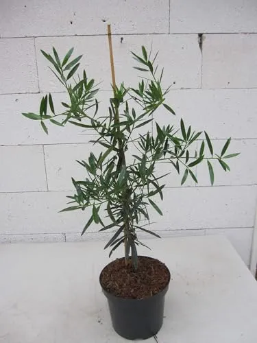 Steineibe - Podocarpus elatus - 40-60cm