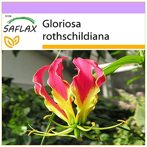 SAFLAX - Afrikanische Kletterlilie - 15 Samen - Gloriosa rothschildiana