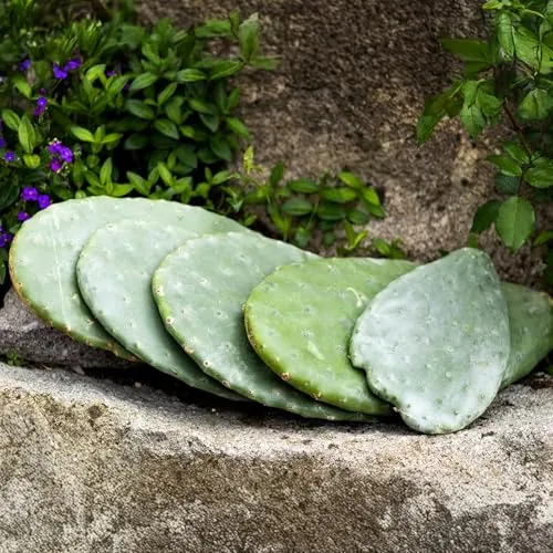 Feigenkaktus Opuntien als Futterpflanze Opuntia ficus Indica (Preis pro KG) 100% Organic!