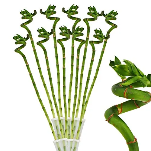Exotenherz Glücksbambus 'Lucky Bamboo' 10er Set - Zimmerpflanzen - Pflegeleichte, spiralförmige Glücksbambus-Stiele (ca. 40cm) ideal für Dekoration und Geschenke zu besonderen Anlässen.