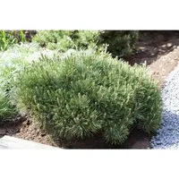 Pinus Mugo Pumilio Bergkiefer Kompakt 25–30 cm - Die kompakte Bergkiefer 'Pumilio' ist ein pflegeleichter, immergrüner Gartenstrauch mit dichtem, kugeligen Wuchs. Ideal für Steingärten und als Kübelpflanze, bringt sie Struktur und Eleganz in jeden Garten.