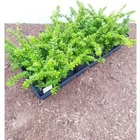 Lonicera nitida 'Maigrün' ca. 9x9 cm Topf