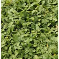 Fiederpolster - Leptinella dioica
