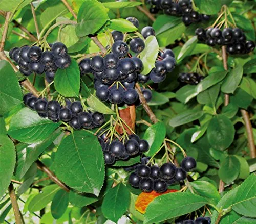 Dehner Apfelbeere Aronia Viking, insektenfreundlich, ca. 40-60 cm - Robuster Beerenstrauch für sonnige bis halbschattige Standorte. Mit ca. 40-60 cm Höhe und ca. 3 l Topfgröße bietet er schmackhafte Früchte und fördert die Biodiversität in Ihrem Garten.