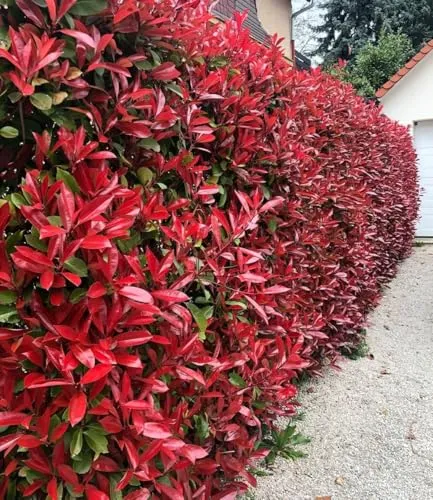 BALDUR Garten Photinia-Hecke 'Red Robin' - Immergrün und schnellwachsend - Heckenpflanze für Sonne bis Halbschatten, blühend ab Mai. Pflegeleicht, winterhart und ideal für eine attraktive Begrünung. Liefergröße: 9x9 cm Topf, Höhe: 20-30 cm.