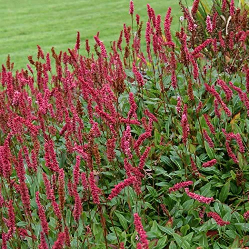 Knöterich 'Superba' - Persicaria Affinis Bodendecker mit rosa Blüten - Vielseitige Bodendecker-Pflanze für Garten und Steingarten. Blüht von Juli bis Oktober in auffälligen Kolben. Ideal für sonnige und halbschattige Plätze, mit flexibler pH-Anpassung und schnellem Wachstum.