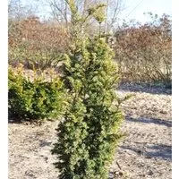 Goldgelbe Zwerg Säuleneibe Goldener Zwerg 50-60cm - Taxus baccata