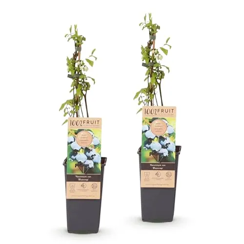 Green boutiQ - Fruchtpflanze - Vaccinium corymbosum Bluecrop - Heidelbeere - Winterhart - Blaubeere - 2 Pflanzen - Topf 15cm - Höhe 50cm