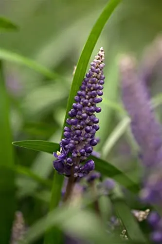 Liriope muscari 9x9 cm Topf – Winterhart, Mehrjährig, Pflegeleicht – Lilientraube – Bodendecker für Schattenbeete & Unterpflanzung