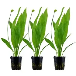 Aquarium Pflanze 3 Stück Echinodorus Bleheri Wasserpflanze Topf Nr.371 Set