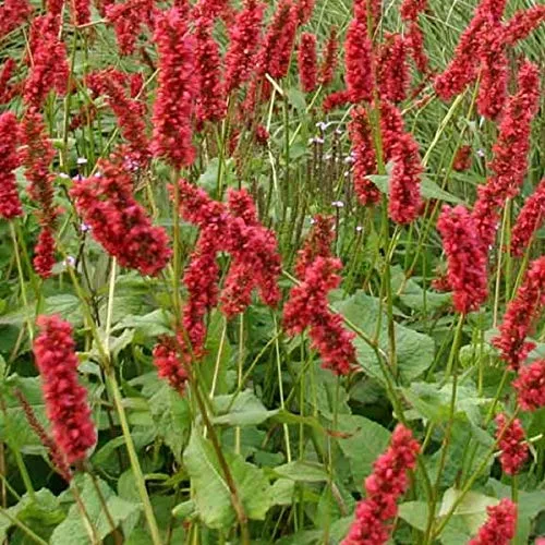 Kerzenknöterich 'Inverleith' - Persicaria Amplexicaulis 'Inverleith' Topf 9x9cm: Kompakte Pflanze mit rosafarbenen Blüten für sonnige bis halbschattige Bereiche. 6 x