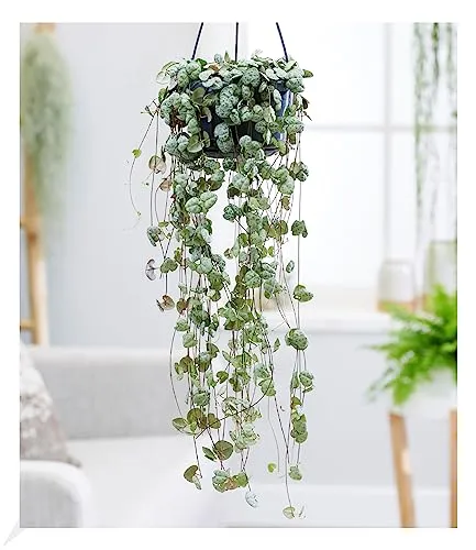 BALDUR Garten 1x Leuchterblume Ceropegia, Pflanze im 11 cm-Topf, Grünpflanze, mehrjährig - frostfrei halten, pflegeleicht, Ceropegia woodii, außergewöhnliche Blätter, Zimmerpflanzen-Rarität