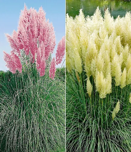 BALDUR Garten 2er Pampasgras Sortiment, Pflanzen im 9x9 cm-Topf, Cortaderia selloana, Set bestehend aus je 1 Pflanze rosa und weiß blühend, Ziergräser, Stauden - Kollektion, winterharte Stauden