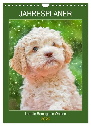 Sigrid Starick | Jahresplaner Lagotto Romagnolo Welpen (Wandkalender 2026 DIN...
