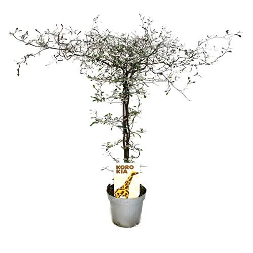 Exotenherz Corokia cotoneaster - Zick-Zack-Strauch - Beetpflanze mit außergewöhnlichem Aussehen, ideal für Terrasse oder Balkon. Der filigrane Zick-Zack-Strauch ist ein echter Blickfang und bringt Individualität in jedes Zuhause.