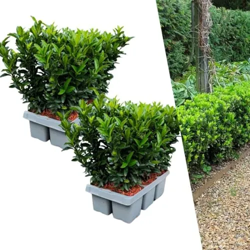 Plants by Frank | 12 Grüne Spindelstrauch Heckenpflanzen | Immergrün & Pflegeleicht - Grüne Spindelstrauch Heckenpflanzen (Euonymus japonicus 'Green Spire') als pflegeleichter Buchsbaum Ersatz. Ideal für dichte Hecken und strukturierte Gärten, wächst schnell und bietet ganzjährig grünes Laub.