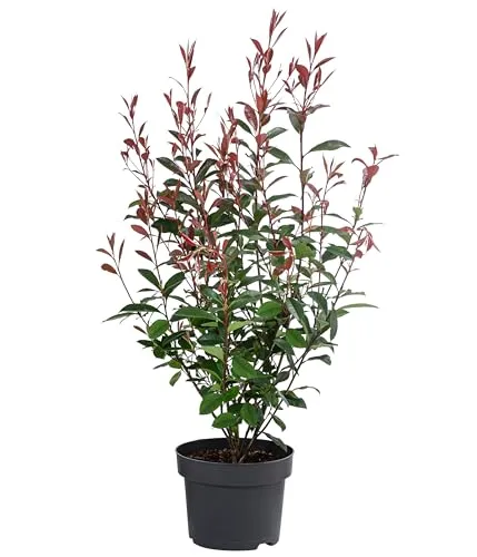 Dehner Glanzmispel Carre Rouge, Photinia fraseri - Immergrüner Strauch mit rotem Blattaustrieb, ideal als pflegeleichte Heckenpflanze für Gärten. Dicht buschiger Wuchs, winterhart und in verschiedenen Größen erhältlich.