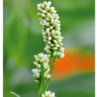 Kerzenknöterich White Eastfield - Persicaria amplexicaulis