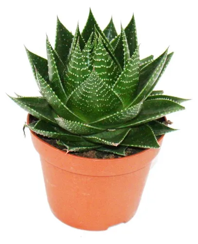 Aloe "Cosmo" - kugelförmige Aloe - 12cm Topf - sukkulente Zimmerpflanze