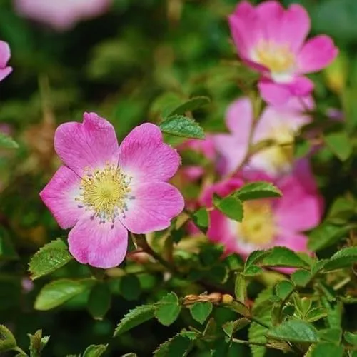 Weinrose Schottische Zaunrose Rosa rubiginosa rosa Blüte Apfelduft Heckenrose Bienenweide