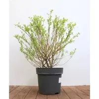 Salix Integra Hakuro Nishiki - Bunte Japanische Weide 60–100 cm - Die Japanische Weide ‘Hakuro Nishiki’ begeistert mit buntem Laub in Rosatönen und Cremeweiß. Ideal für Kübel oder im Garten, bietet sie ganzjährig lebendige Akzente und ist einfach zu pflegen.