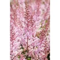 Astilbe Chinensis Serenade Prachtspiere Ca. 9x9 cm Topf