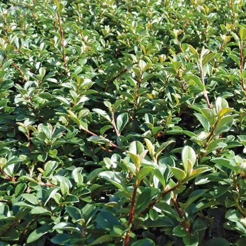 Cotoneaster dammeri 'Eichholz' 12er-Set - Pflanzen, Bäume & Sträucher - Robuste Bodendecker mit attraktiven Beeren und ideal für Garten- und Landschaftsgestaltung.