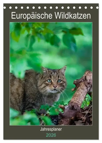 Janita Webeler | Europäische Wildkatzen - Jahresplaner (Tischkalender 2026...