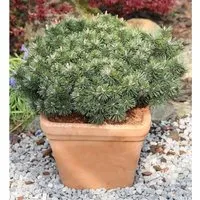 Zwerg Strauchkiefer Noack 40-50cm - Pinus mugo