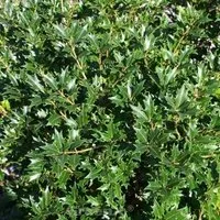 Ilexblättrige Duftblüte 40-60cm - Osmanthus heterophyllus