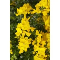 Genista Besenginster 20-30 cm