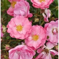 Hochstamm Rose Neon 80-100cm