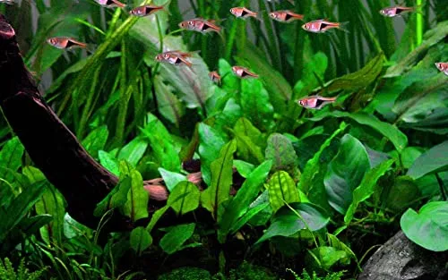AquaOne Aquarium Pflanze Cryptocoryne wendtii 'Green' I Wasserpflanze Aquariumpflanze Rosette voll durchwurzelt einfach pflegeleicht Aquascaping Dekoration