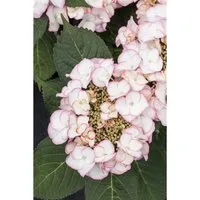 Hydrangea Macrophylla Bauernhortensie Charme 30-40 cm - Die Bauernhortensie ‘Charme’ bringt mit ihren üppigen, runden Blüten von Juni bis September Farbe in Ihren Garten. Ideal für Beete, Kübel oder als Solitärpflanze, sorgt sie für romantische Akzente und ist pflegeleicht.