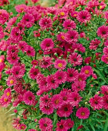Aster novae-angliae 'Rubinschatz' – Winterharte Herbstaster für Garten - Robuste, mehrjährige Beetstaude mit rubinroten Blüten, ideal für Staudenbeete und als Schnittblume. Pflegeleicht, bienenfreundlich und blüht von Spätsommer bis Herbst!