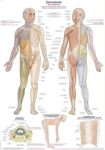Anatomische Lehrtafel "Dermatome" – ca. 70 x 100 cm - Medizinische Schulungsmaterialien mit hochwertigen Grafiken, aus Kunststoff-Folie und Metallbeleistung für optimale Haltbarkeit und Präsentation.