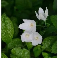 Ballonblume Albus - Platycodon grandiflorus