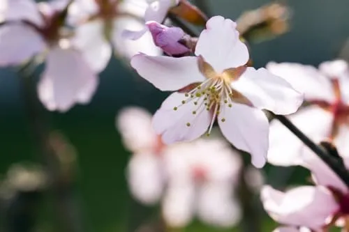 Prunus Kurilensis Ruby Zierkirsche mit Rosa Blüten - Kompakte Zierkirsche mit üppigen rosa Blüten, ideal für kleine Gärten. Vielseitig einsetzbar als Solitär oder in Gruppenpflanzungen, bietet sie über mehrere Jahreszeiten hinweg attraktive Farben.