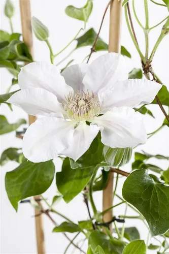 Clematis Hybride 'Yukikomachi' - Bezaubernde Kletterpflanze - Kletterpflanze für romantische Gärten, mit großen, sternförmigen Blüten in Weiß-Blau. Pflegeleicht, bienenfreundlich und winterhart, ideal für Pergolen und Zäune.